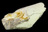 Fossil Mastodon (Gomphotherium) Tusk Sections - Kansas #136667-8